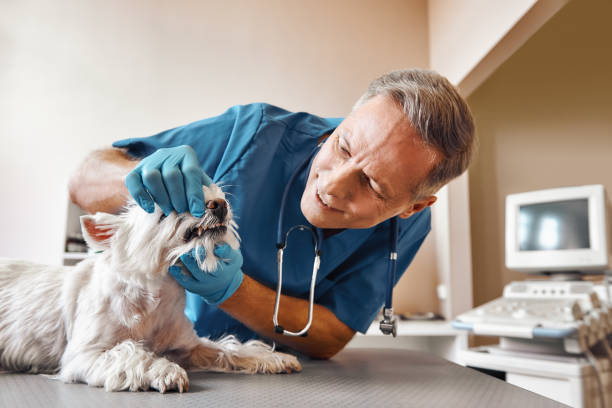 Best Emergency Denture Repair in Hales Corners, WI